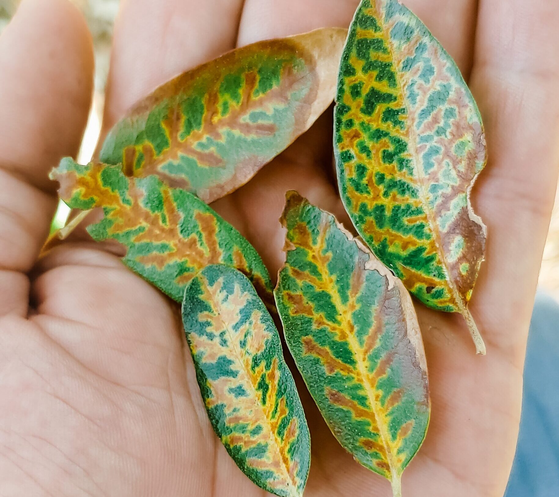 Foliar Symptom of Oak Wilt