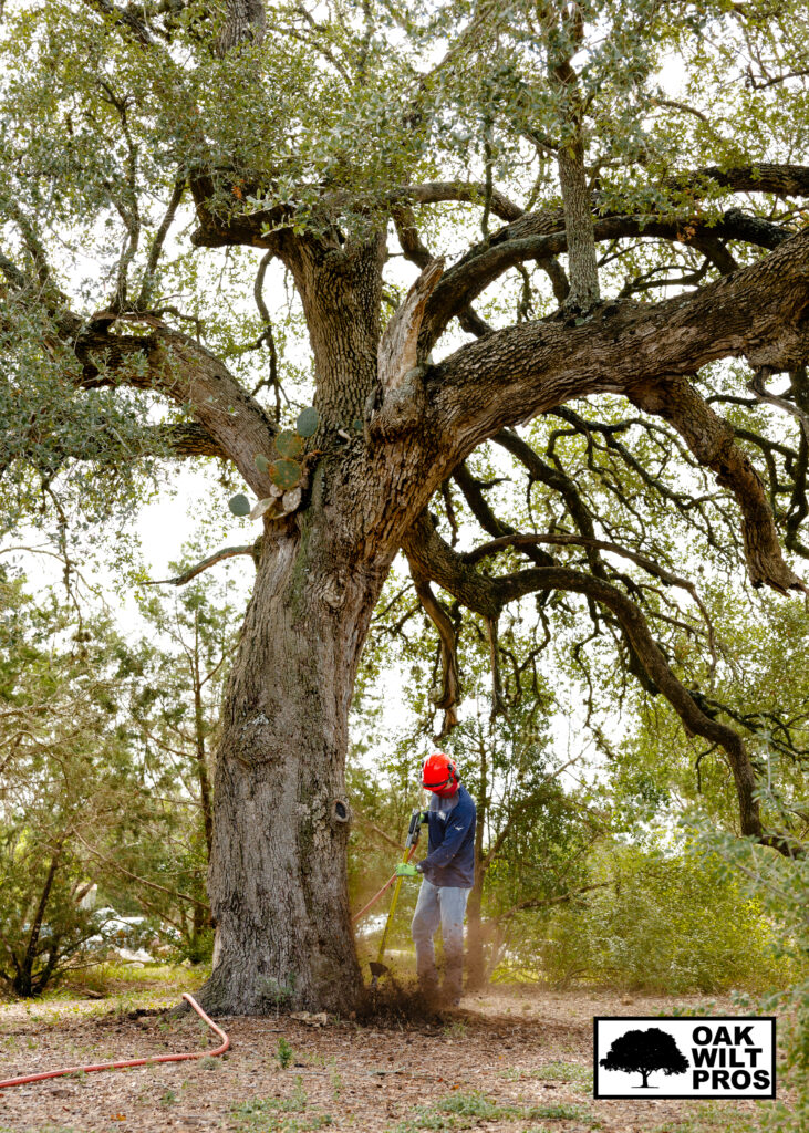 Oak Wilt Pros - Oak Wilt Treatment & Prevention