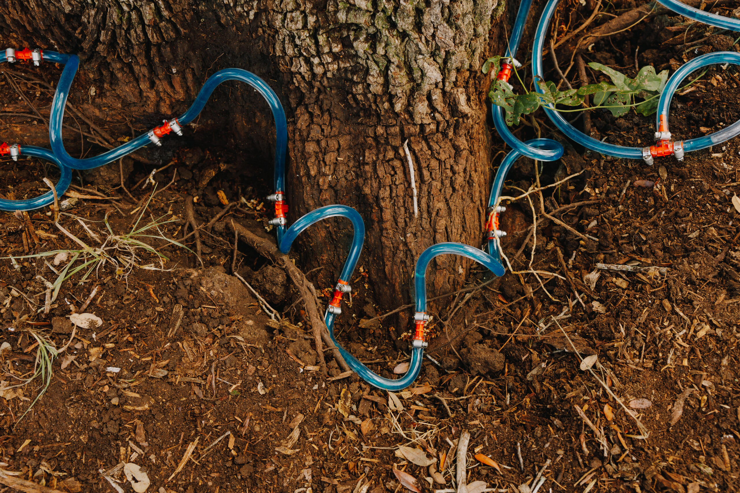 Oak Wilt Injections - Oak Wilt Pros - Austin, Dripping Springs, Wimberley, TX