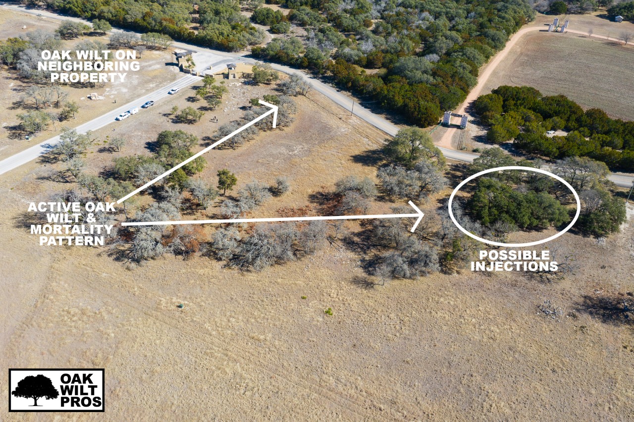 Diagnosing Oak Wilt