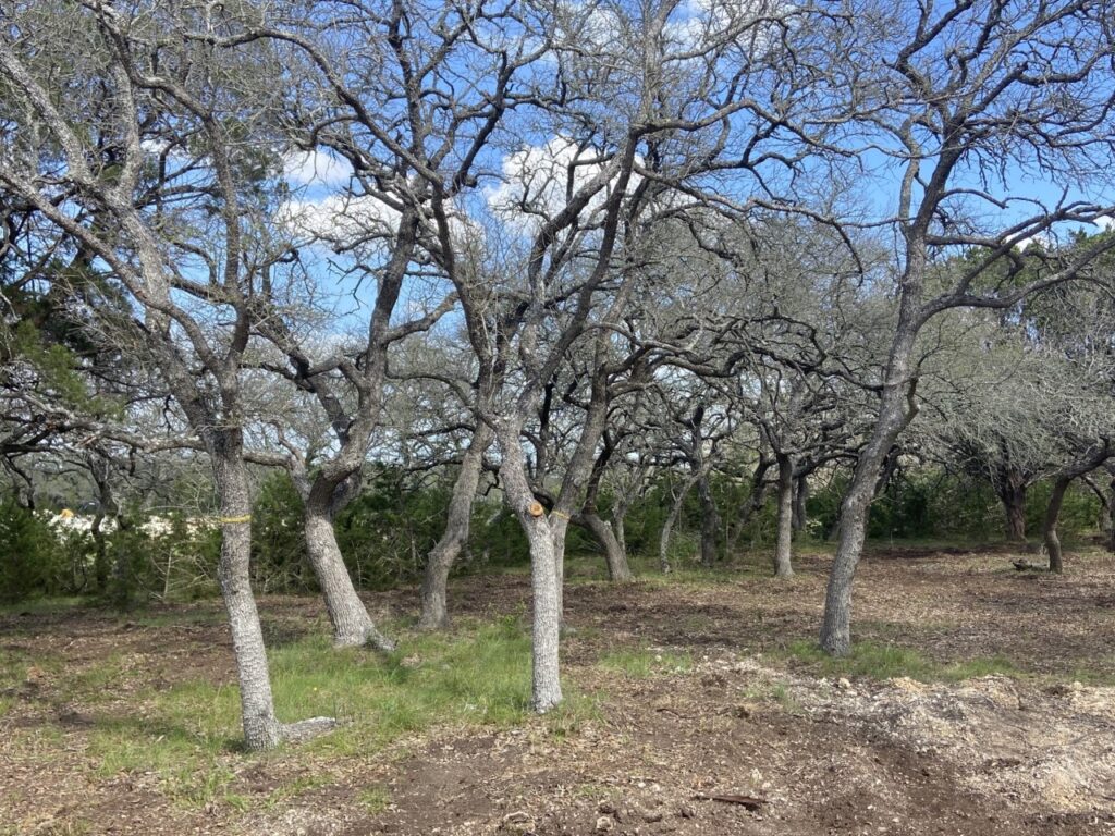 What does oak wilt look like