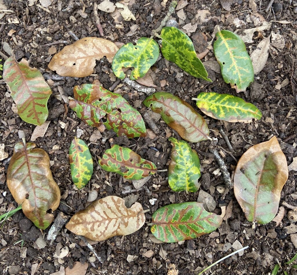 Oak Wilt Symptoms