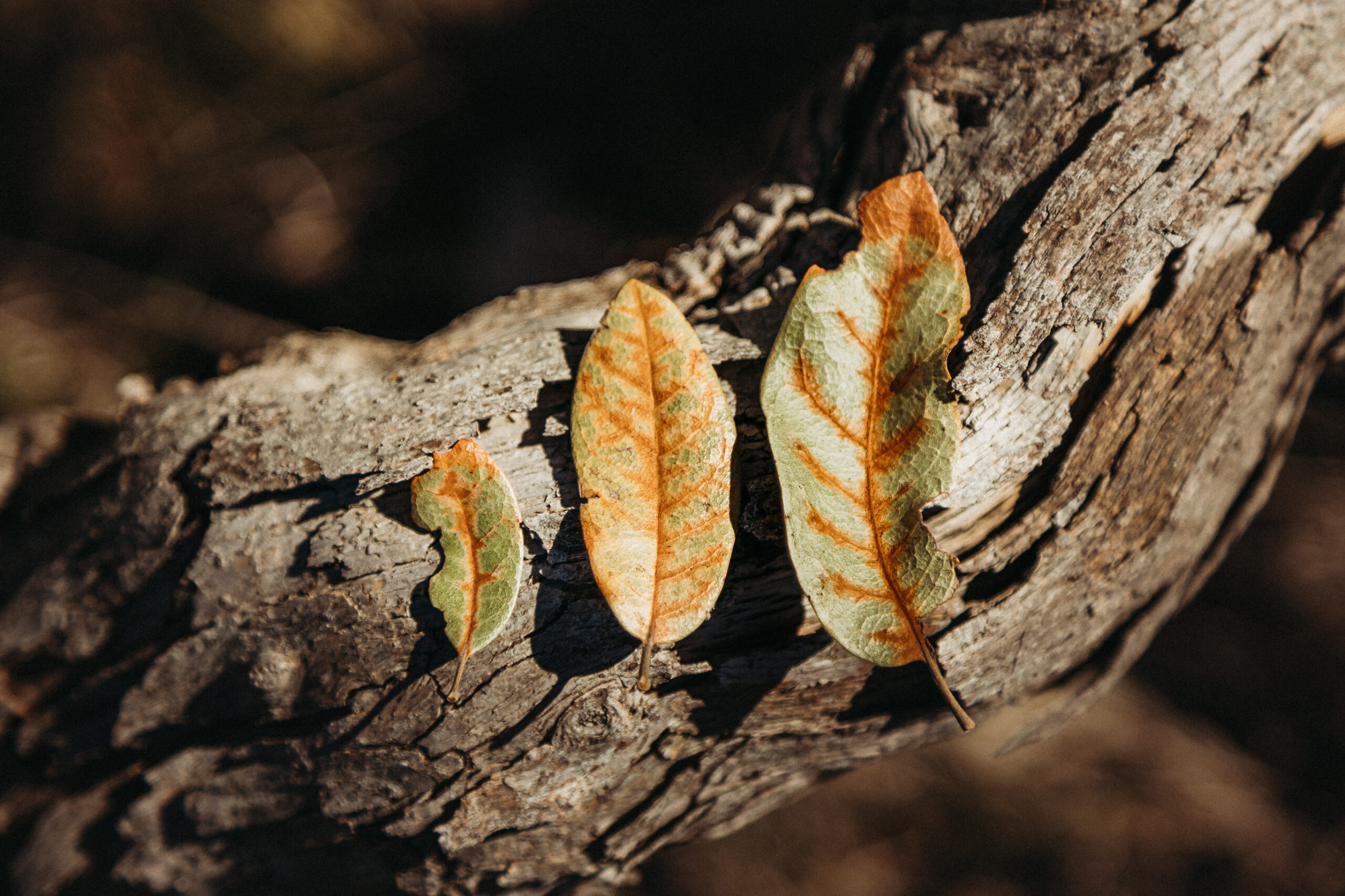 Oak wilt treatment and prevention