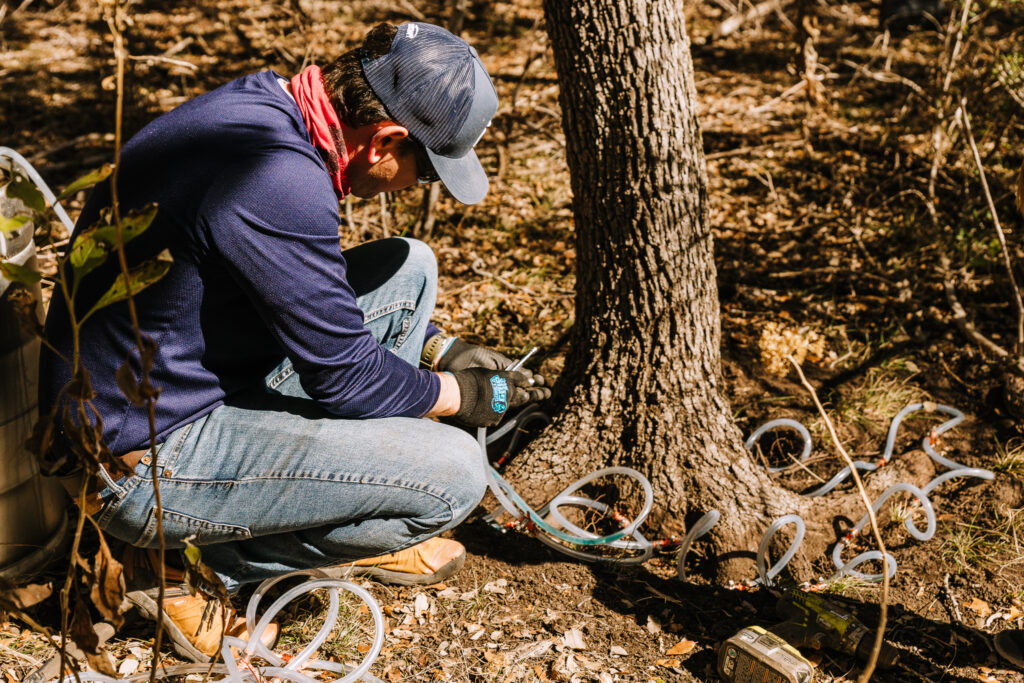 oak wilt treatment