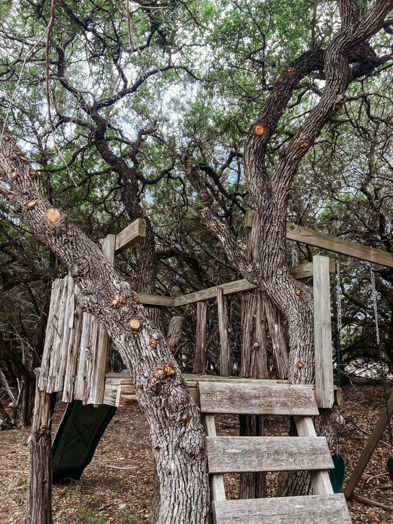 Pruning live oak trees