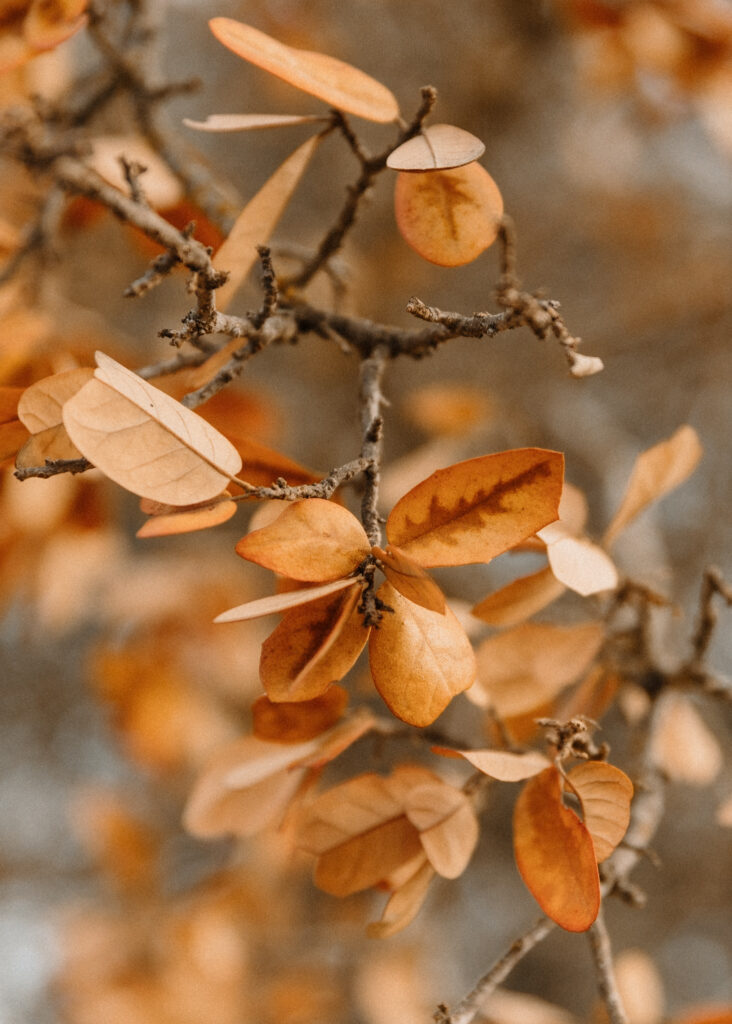 Drought stress live oak 