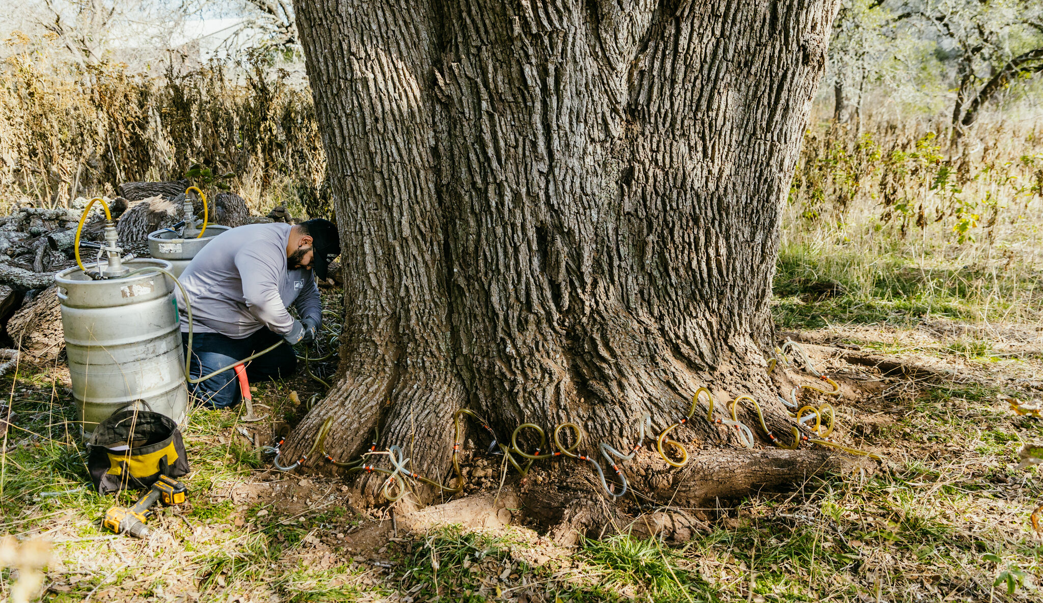 Liberty Hill TX Oak Wilt Treatment and Prevention