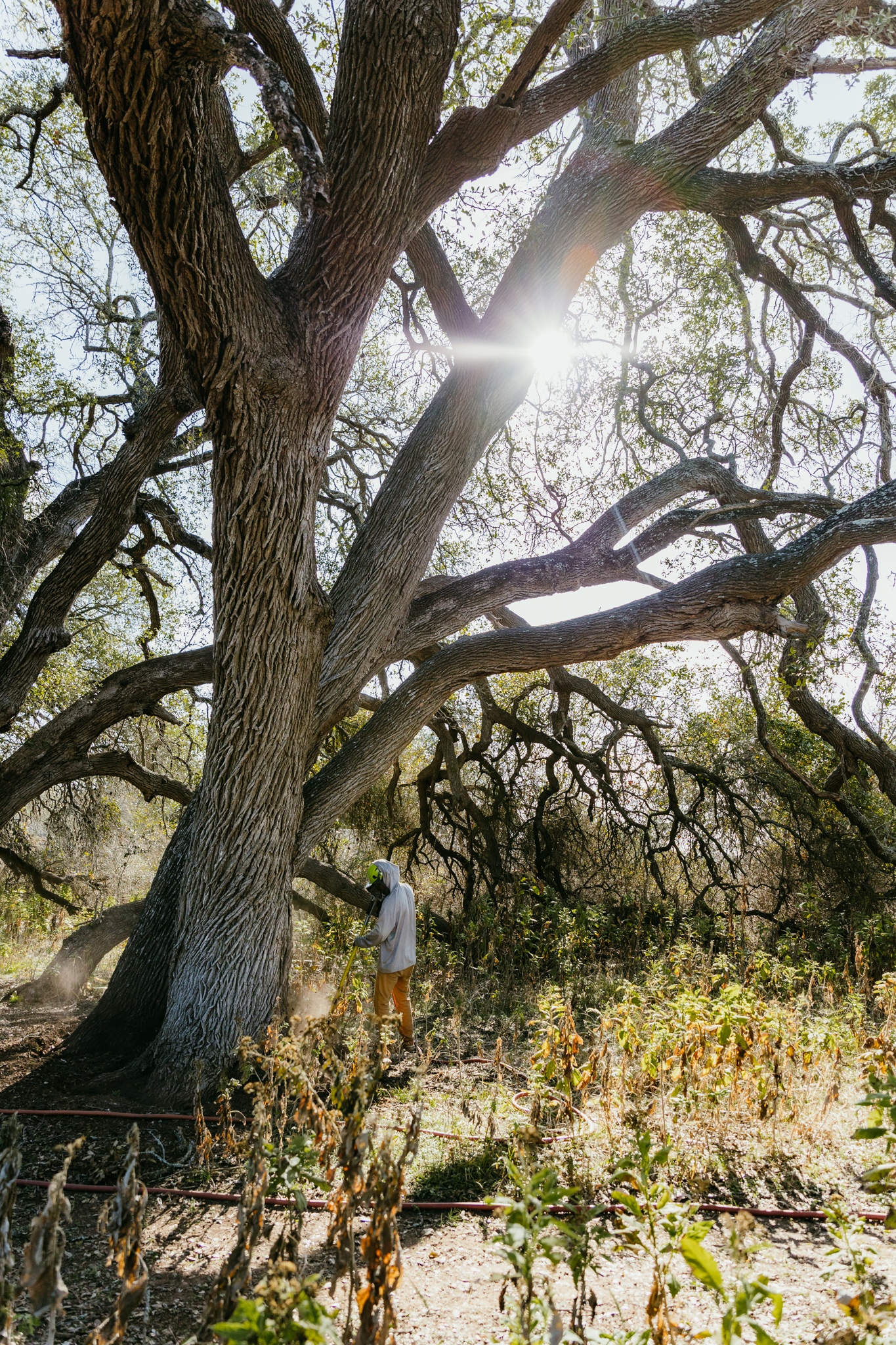 Oak Wilt Injections Treatment - Oak Wilt Pros - Austin, Dripping Springs, Wimberley, TX