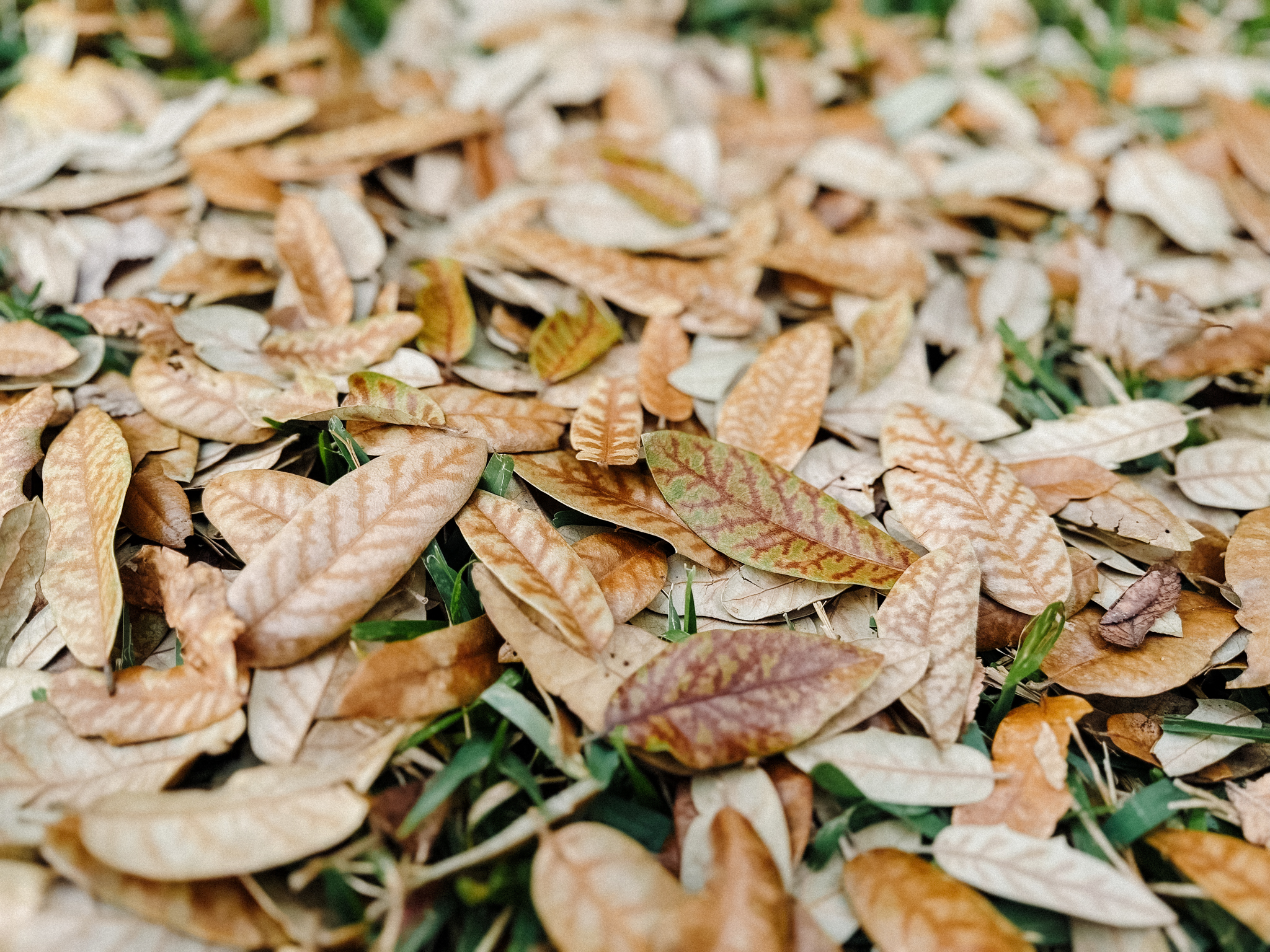 Micro-Injection oak wilt treatments