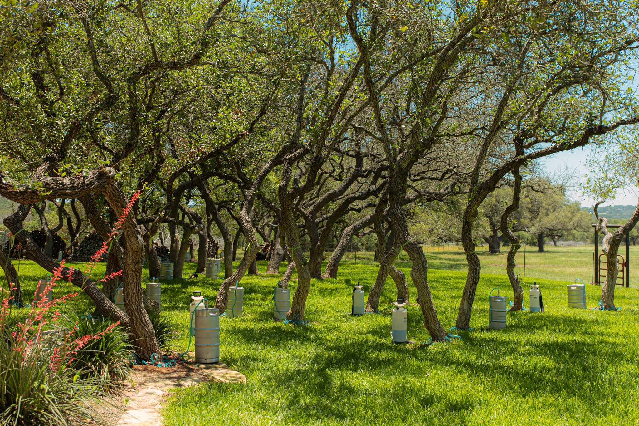 Oak Wilt Fungicide Treatment with macro-injection - Oak Wilt Pros