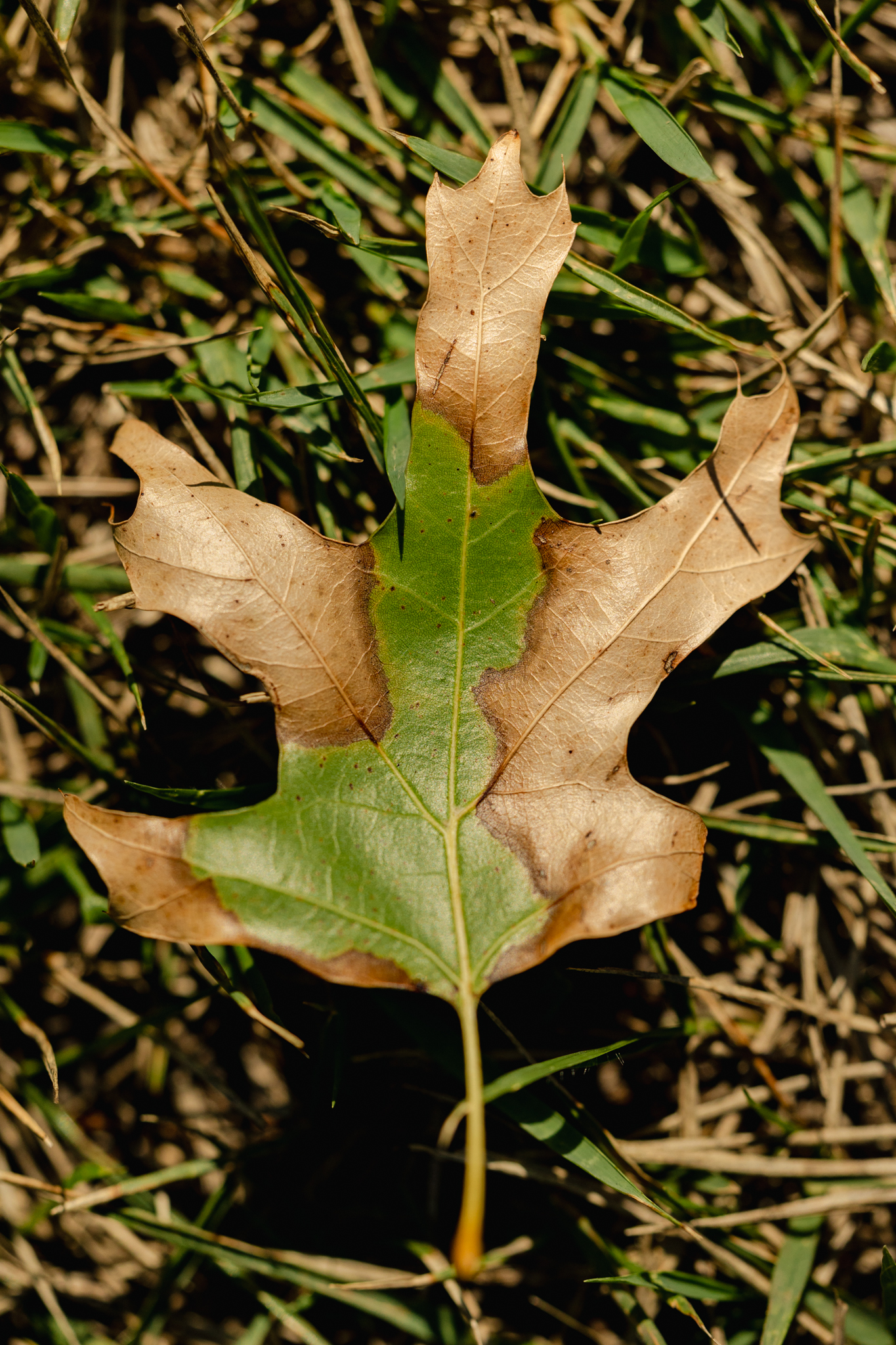 oak wilt infected red oak